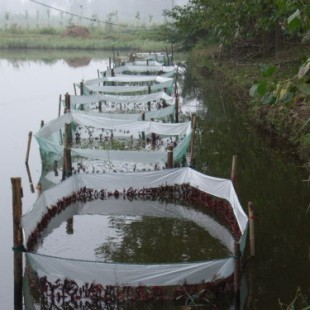 江西小龙虾养殖产业的兴起与养殖环境分析