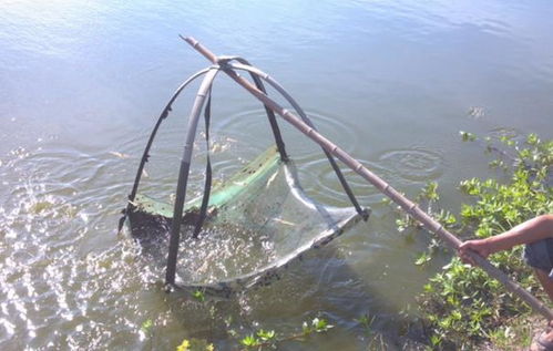 水产养殖前景无限，叶小永带领乡亲共踏致富路