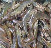 家水产养殖 家庭水产养殖的全面指南