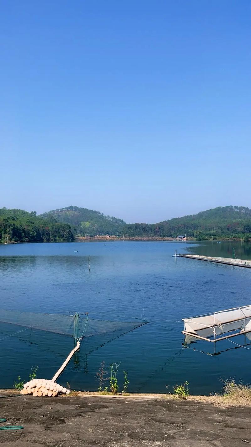 优质草鱼、中科三号与黄金鲫 现代水产养殖的优选品种