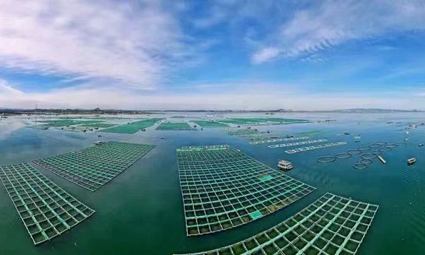福建漳州 创新多样化海水养殖模式，锻造百亿级现代渔业新格局