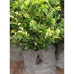 金华市水产养殖产业链全景 批发、供应与厂家深度解析