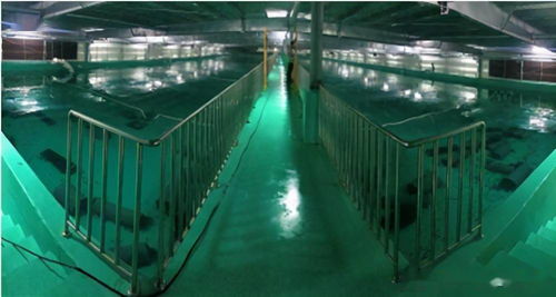 水产养殖绿色发展推动渔业法修订，海璟水产工厂化方案做加法赋能产业升级