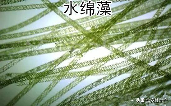 水产养殖常见藻类介绍及图谱（下）——潜在有害藻类与生态调控应用