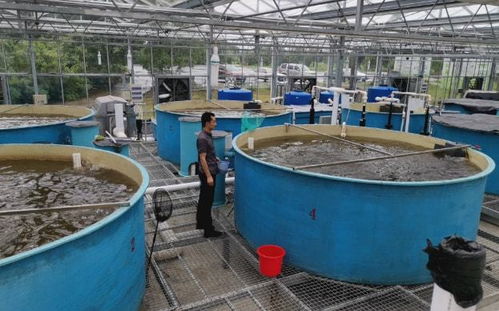水产养殖 选对饲料与遵循原则，助力快速健康生长